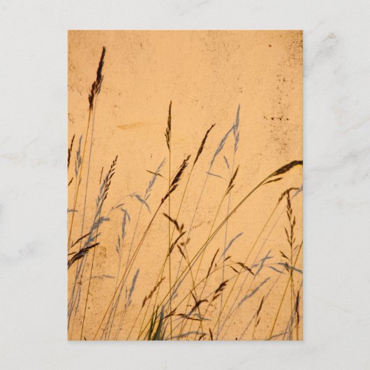 夏の草と影 ポストカード (正面)