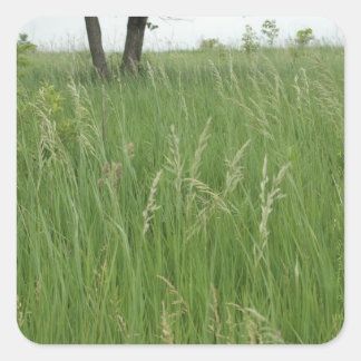 夏の草のステッカー(H.A.S. Arts) スクエアシール