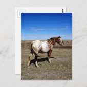 夏の草原のアパロオーサ馬 ポストカード (正面/裏面)