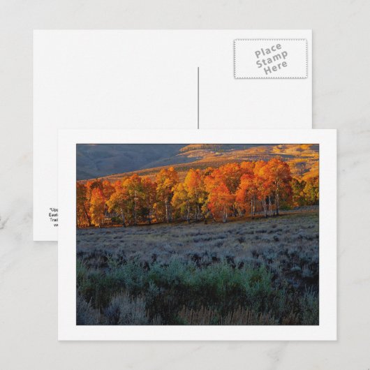 夏の草原 ポストカード (正面/裏面)