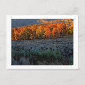 夏の草原 ポストカード (正面)