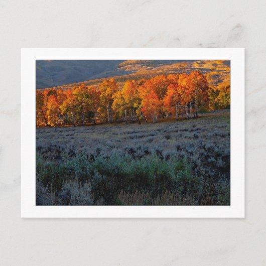 夏の草原 ポストカード (正面)