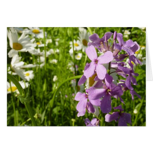 夏の薄紫とデイジー (正面横)