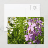 夏の薄紫とデイジー ポストカード (正面/裏面)