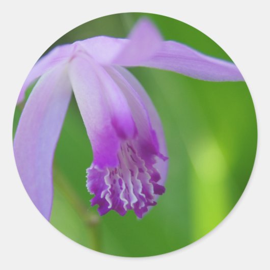 夏の蘭! ラウンドシール (正面)