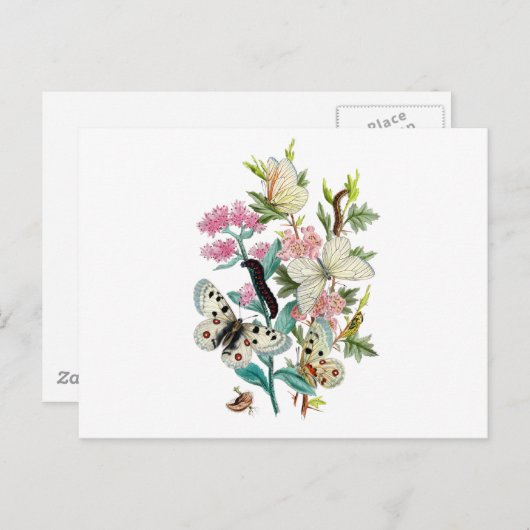 夏の蝶 ポストカード (正面/裏面)