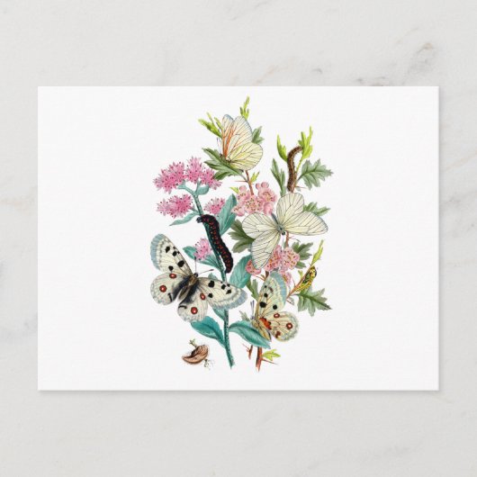 夏の蝶 ポストカード (正面)