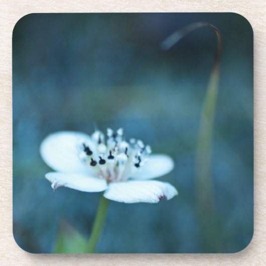 夏の記憶 コースター (正面)