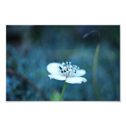 夏の記憶 フォトプリント            (正面)