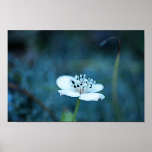 夏の記憶 ポスター (正面)