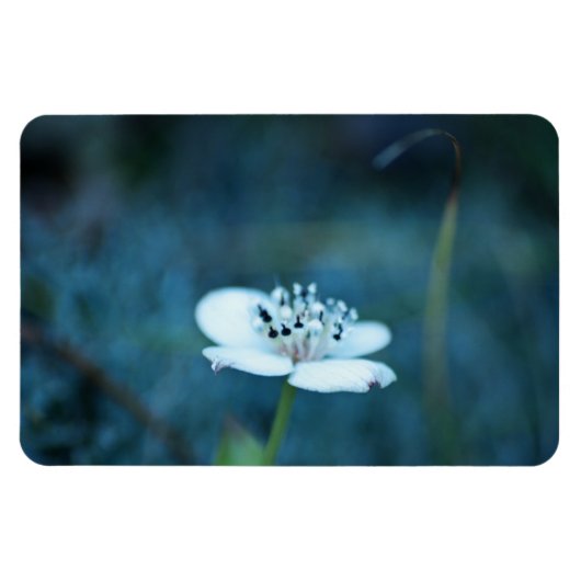 夏の記憶 マグネット (横)