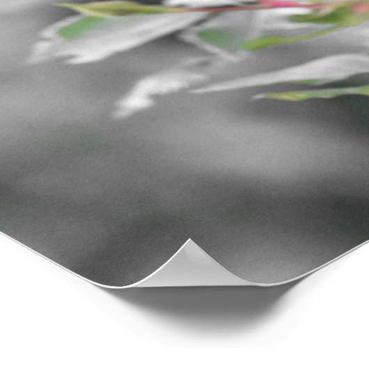 夏の赤バラ開花 ポスター (角)