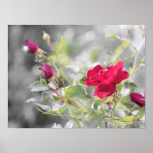 夏の赤バラ開花