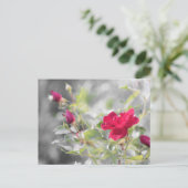 夏の赤バラ ポストカード (スタンド正面)