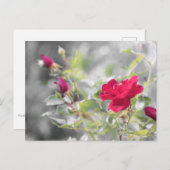 夏の赤バラ ポストカード (正面/裏面)