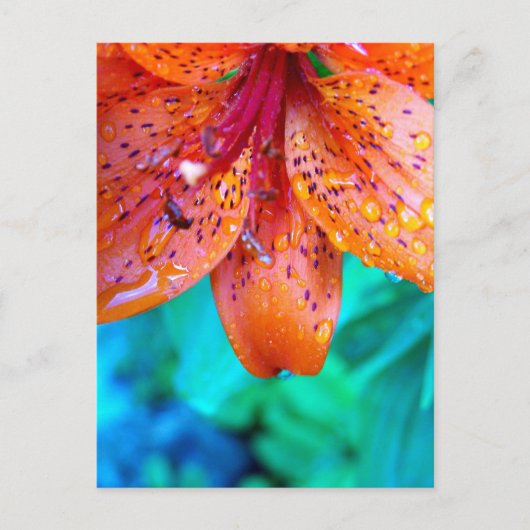 夏の遺跡 ポストカード (正面)