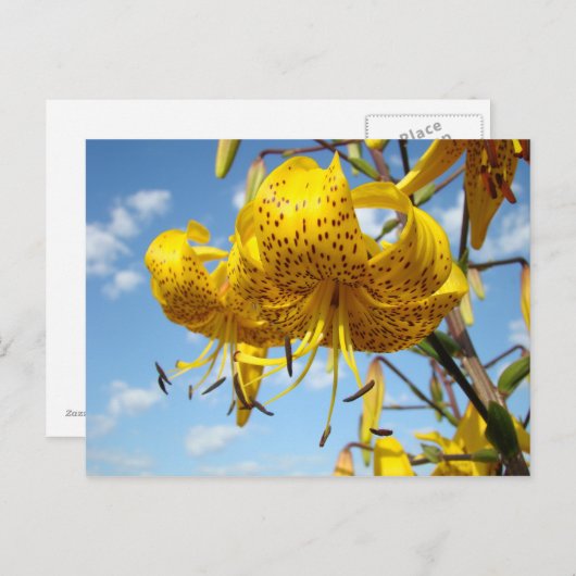 夏の郵便はがきの黄色いオニユリによっては青が開花します ポストカード (正面/裏面)