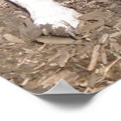 夏の間ゲージ撮影に疲れた犬 ポスター (角)