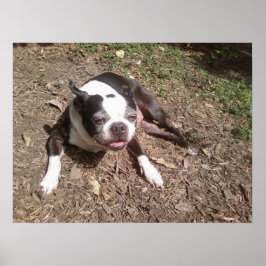 夏の間ゲージ撮影に疲れた犬 ポスター