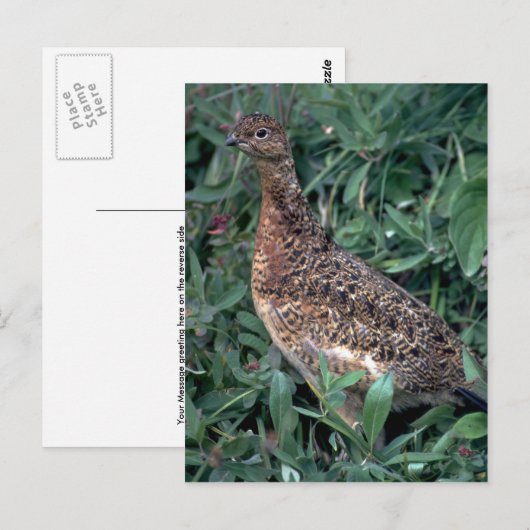 夏の雌鶏 ポストカード (正面/裏面)