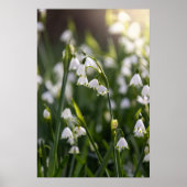 夏の雪片の白い花 ポスター (正面)