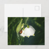 夏の雪花の花に止まるてんとう虫のDIYポストカード シーズンポストカード (正面/裏面)