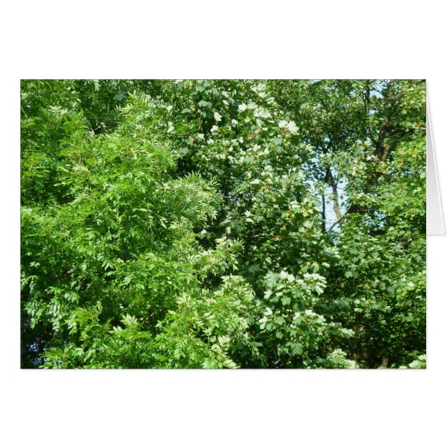 夏の風 (正面横)