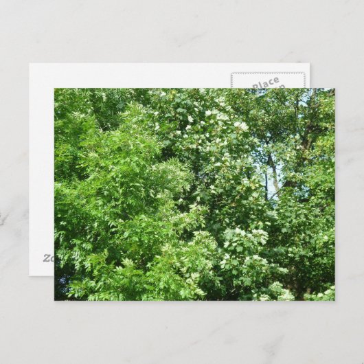 夏の風 ポストカード (正面/裏面)