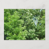 夏の風 ポストカード (正面)