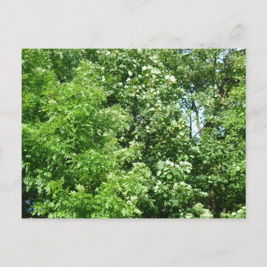 夏の風 ポストカード (正面)