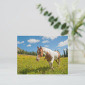夏の高山草原に棲む奇妙な馬 ポストカード (スタンド正面)