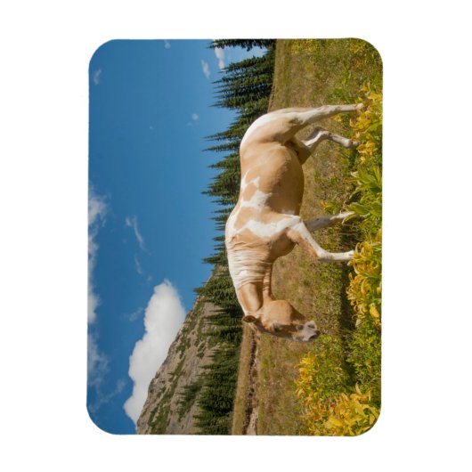 夏の高山草原の馬 マグネット (縦)