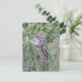 夏の魅力的牧草地はがきチムンク シーズンポストカード (スタンド正面)