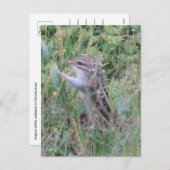 夏の魅力的牧草地はがきチムンク シーズンポストカード (正面/裏面)