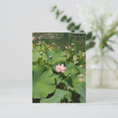 夏の《植物》スイレン池に咲くピンクの蓮の花 ポストカード (スタンド正面)