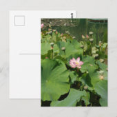 夏の《植物》スイレン池に咲くピンクの蓮の花 ポストカード (正面/裏面)