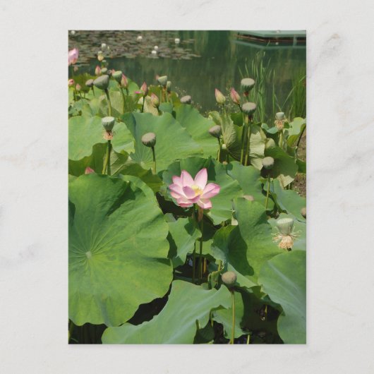夏の《植物》スイレン池に咲くピンクの蓮の花 ポストカード (正面)