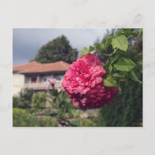 夏はがき ポストカード (正面)