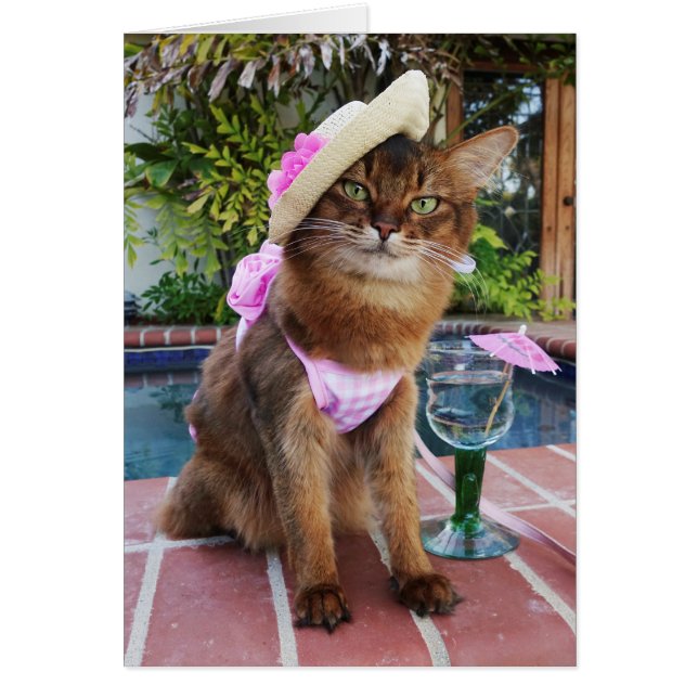 夏を特色にする夏の日猫 (正面)