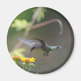 夏ハミング磁石 マグネット