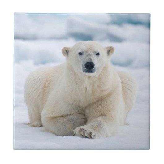 夏パック氷の上の大人のホッキョクグマ タイル (正面)