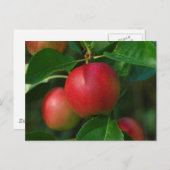 夏リンゴはがき ポストカード (正面/裏面)