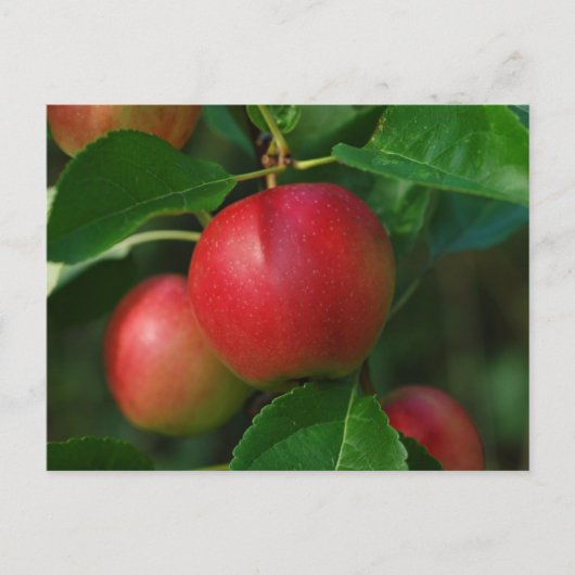 夏リンゴはがき ポストカード (正面)