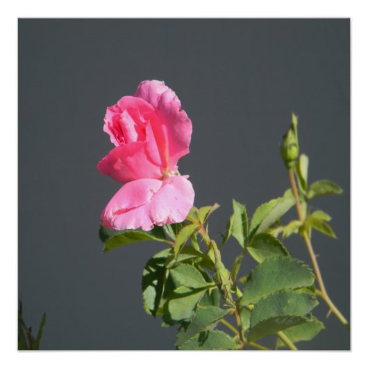 夏季恋… ポスター (正面)