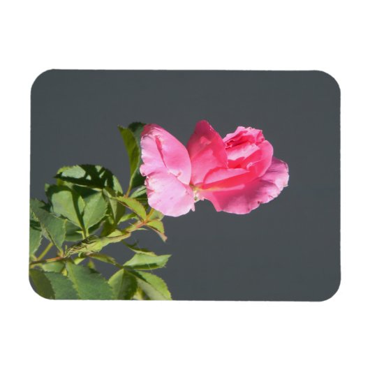 夏季恋… マグネット (横)