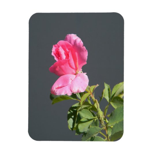 夏季恋… マグネット (縦)