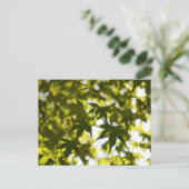 夏日本の葉のカエデ ポストカード (スタンド正面)