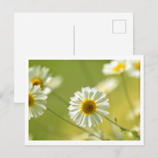 夏期はがき ポストカード (正面/裏面)