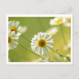 夏期はがき ポストカード