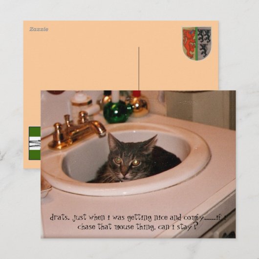 夏期カッコいい猫 ポストカード (正面/裏面)